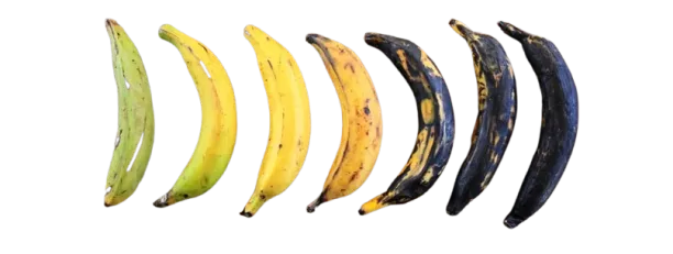 PLANTAIN GOURMET